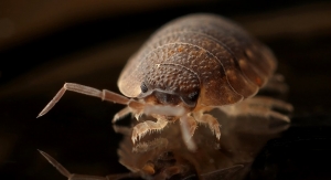 Why Are Bed Bugs Such a Nightmare for City Dwellers?