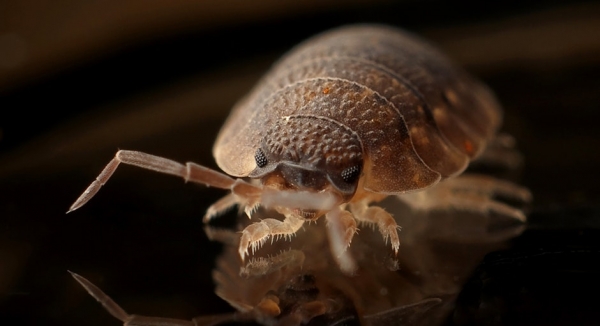 Why Are Bed Bugs Such a Nightmare for City Dwellers?