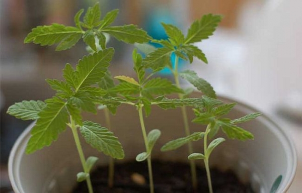 REALTORS Sound The Alarm On Growing Cannabis At Home