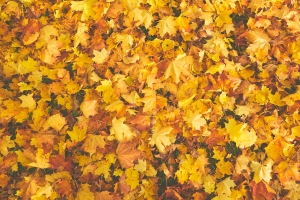 Prepare your Home for Fall