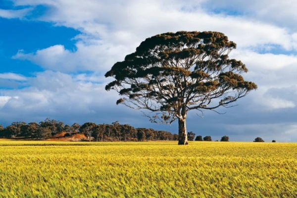 What You Can Do At Home To Help Stop Climate Change