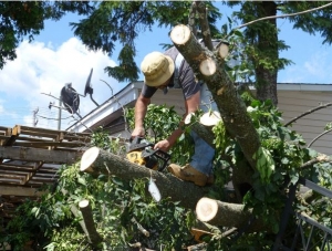 Benefits of Hiring a Tree Surgeon for Tree Removal