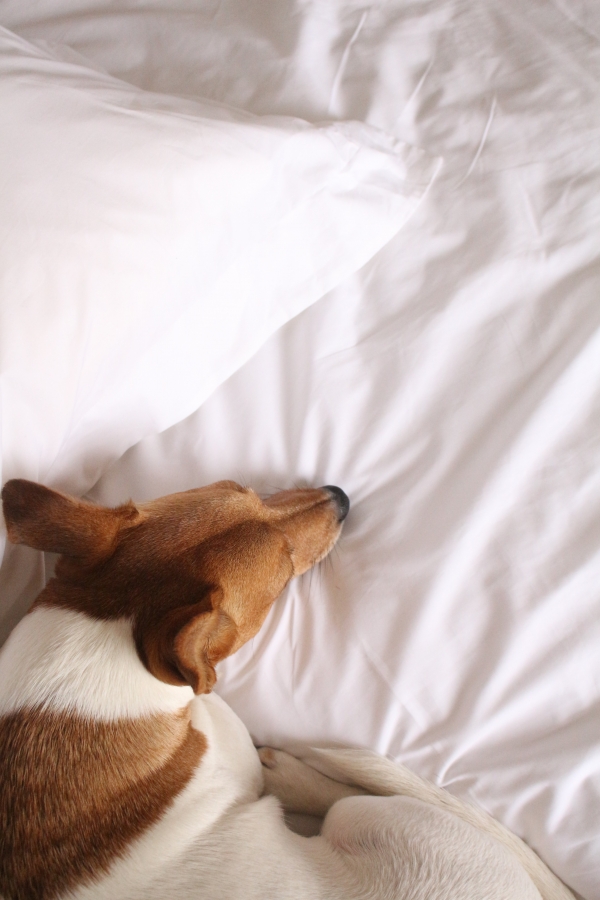 Best Carpet Cleaning Method for Pet Stains