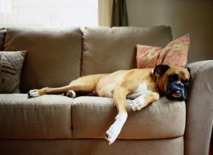 Your Guide to Purchasing a Pet-Friendly Home