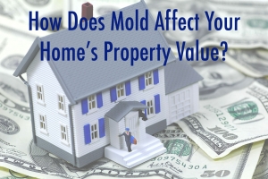 How Mold Infestation Can Affect Property Value