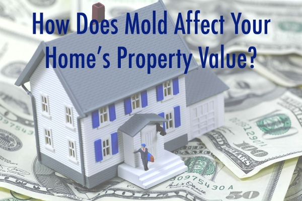 How Mold Infestation Can Affect Property Value