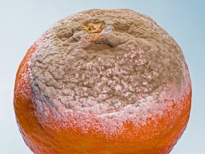How Fast Does Mold Spread
