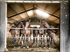 Steps to Follow When Building a Durable and Safe Horse Stable