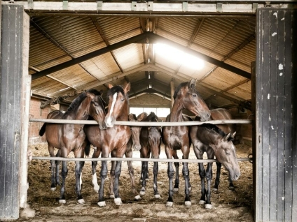 Steps to Follow When Building a Durable and Safe Horse Stable