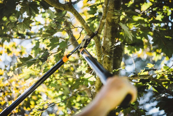 Tree Trimming During the Fall