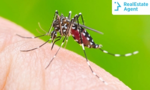 How to keep mosquitoes away from your house