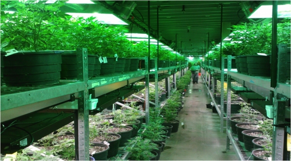 Following the Green: How Legalized Marijuana is Transforming the Traverse City, MI Real Estate Market
