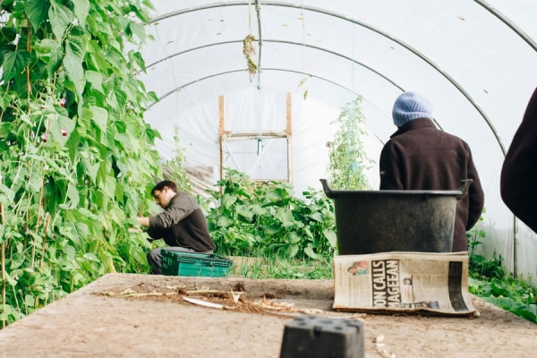 Planning to Add a Greenhouse? Key Factors to Consider for Your Property