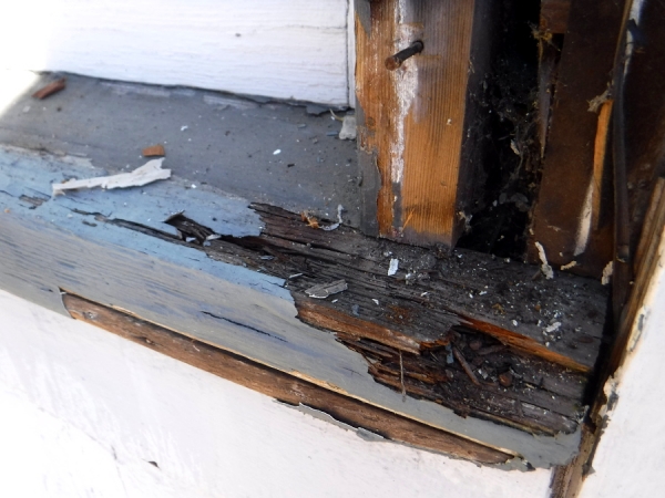 Dry Rot: The Uninvited Houseguest