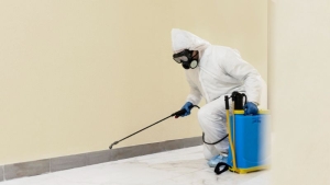 Why Pest Control Plays a Key Role in Property Value