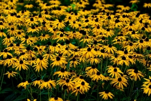 Mastering Black Eyed Susan Seedlings: Care Tips for Gardens and Meadows