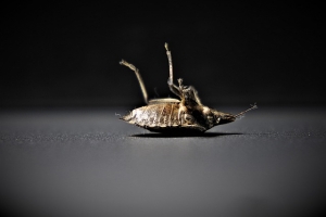 What is the Main Cause of Bed Bugs?