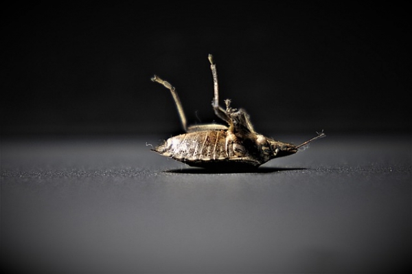 What is the Main Cause of Bed Bugs?