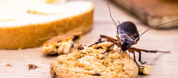 How House Pests Can Put Your Family's Health At Risk