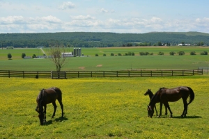 4 Factors to Consider Before Buying a Farm