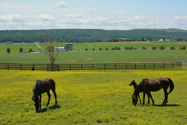 4 Factors to Consider Before Buying a Farm