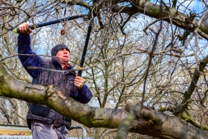 Benefits Of Pruning Trees Around Your Home Before Selling