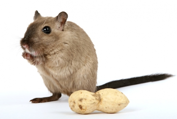 Benefits of Pest Control When Buying or Selling Your Home