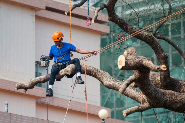 Indicators That It’s Time to Remove a Tree from Your Property