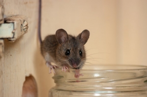 How to Control Mice Problem in Your House?