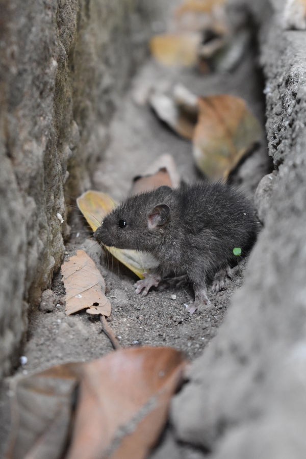 Signs of Infestation by Rats