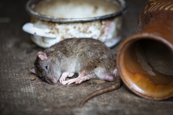 Best Way to Prevent a Pest Infection
