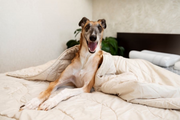 How to Build Your Pup's Personal Palace
