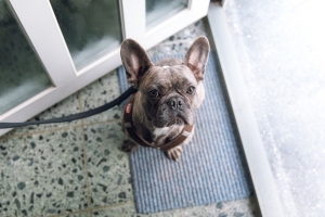 Different Types of Pet Doors and What Is Right for Your Home