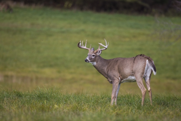 Whitetail Deer