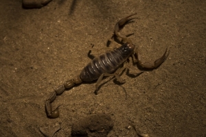 Does Lavender Keep Scorpions Away?
