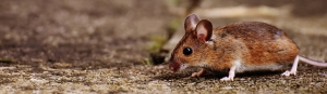Problematic Pests: 5 Home Solutions to Keep Insects Outside