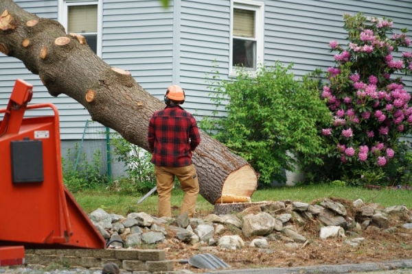 Enhance Curb Appeal With Tree Service Bristol CT