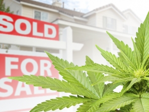 Legalizing Marijuana Will Make Your Home Value...Let's Just Say..."Higher".
