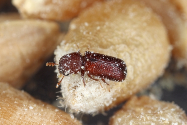 5 Tips for Keeping Your Food Safe from Pests This Season