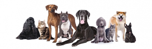 Why a Dog Daycare is a Good Idea for Your Pet