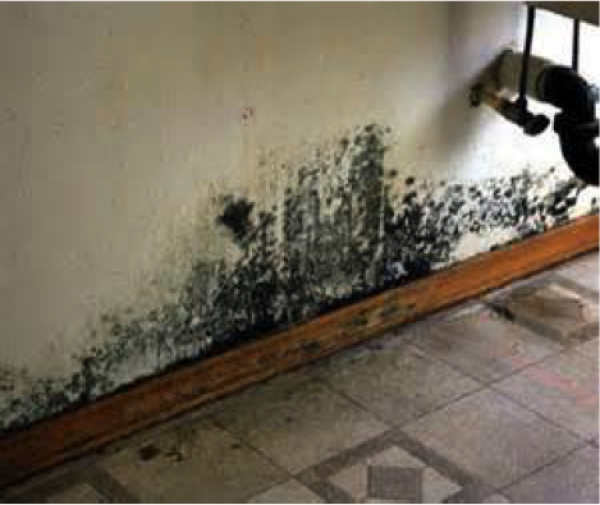 Dangers of Moisture and Mold in Homes