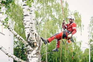 Tree Service 101: A Homeowner's Guide To Safe And Proper Tree Removal