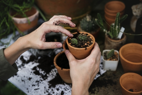 Ask the HOA Expert: Pruning Perfection