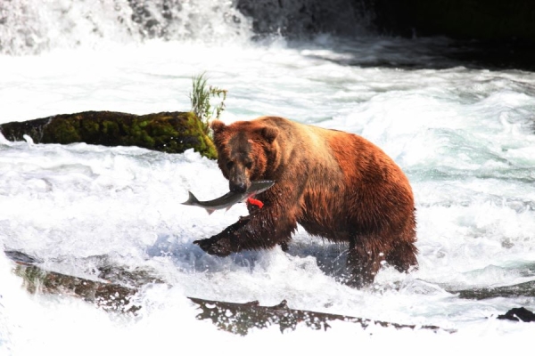 Wildlife Lovers Paradise: The Incredible Wildlife Encounters Alaska Offers
