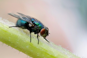 How to Keep Bugs Away Outside