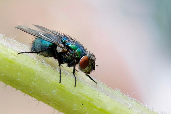 How to Keep Bugs Away Outside