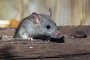 How to Protect Your Attic From Rat Nesting